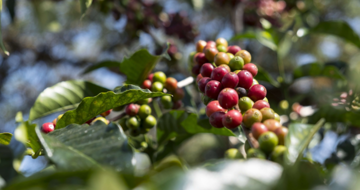 Äthiopien: Mit Kaffeeanbau aus der Armut