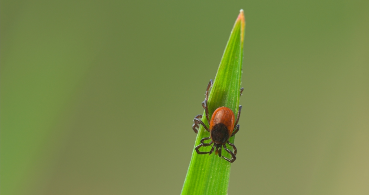 Zecken und Borreliose – Patientenbündnis OnLyme-Aktion.org lädt zu Aktionstagen im Mai 2019