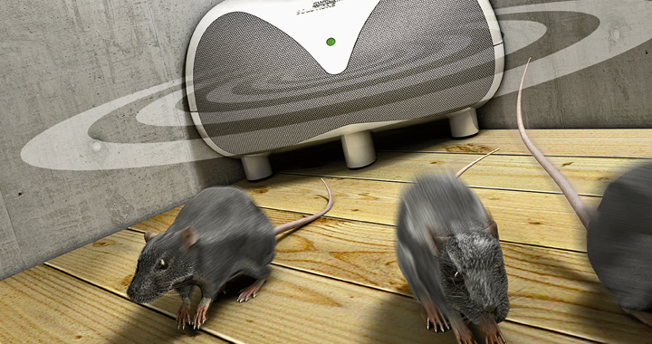 Die Maus muss raus aus dem Haus