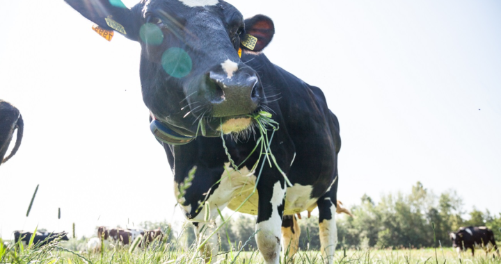 Mit LEERDAMMER® auf die Weide: Die Käsemarke engagiert sich mit „Initiative für Weidehaltung“ für mehr Tierwohl