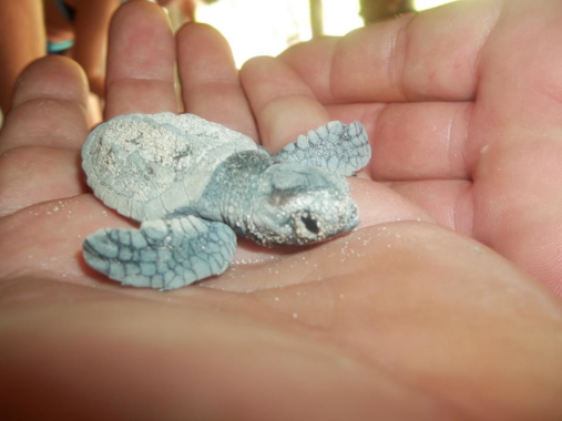 SeavisTours unterstützt die Schildkrötenaufzuchtstation auf Saona