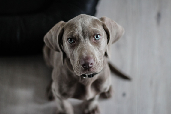 In 5 Schritten mit Sonee Dosoruth vom Leinenpöbler zum entspannten „Tut-nix-Hund“