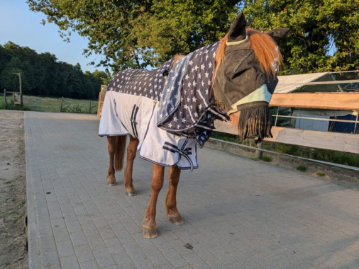 Insektenschwärme quälen Pferde und Ponys auf dem Gnadenhof
