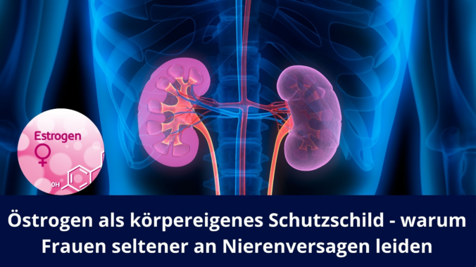 Östrogen als körpereigenes Schutzschild – warum Frauen seltener an Nierenversagen leiden